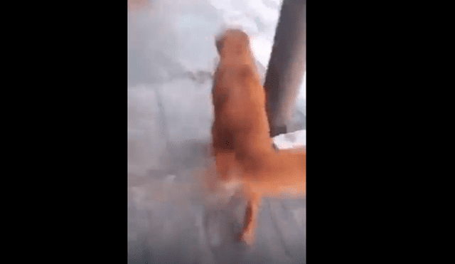 Facebook viral: risas por perro que escapó de su pareja al oír a la 'Chica Badabun' [VIDEO]