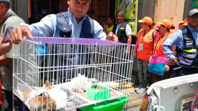 Cercado de Lima: rescatan a más de cien mascotas maltratadas en Mercado Central [FOTOS y VIDEO]