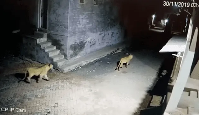 YouTube viral: cámara de seguridad capta el feroz ataque de leonas cazadoras en medio de una ciudad