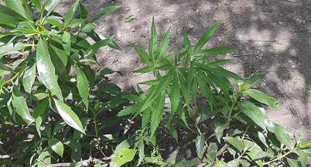 Marihuana fue hallada en un parque de Paucarpata.