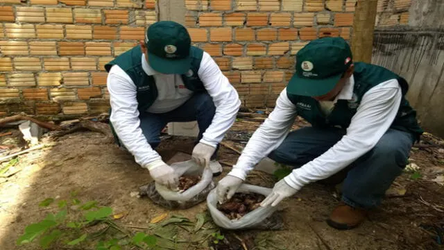 Senasa controla plaga de caracol gigante africano en Loreto