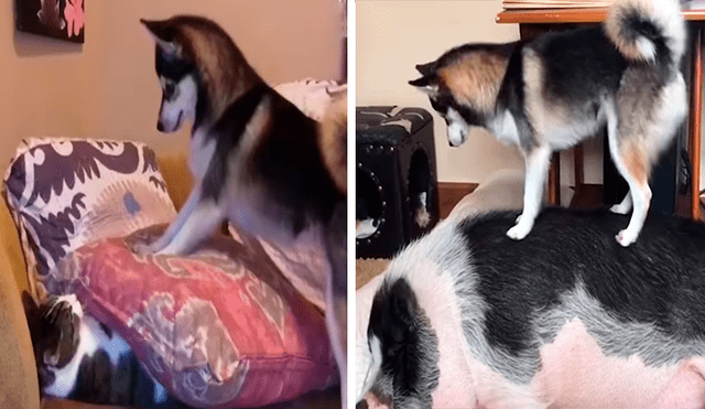 Facebook viral: perro intentó jugar con sus 'nuevos amigos' y fue ignorado de la peor forma [VIDEO] 