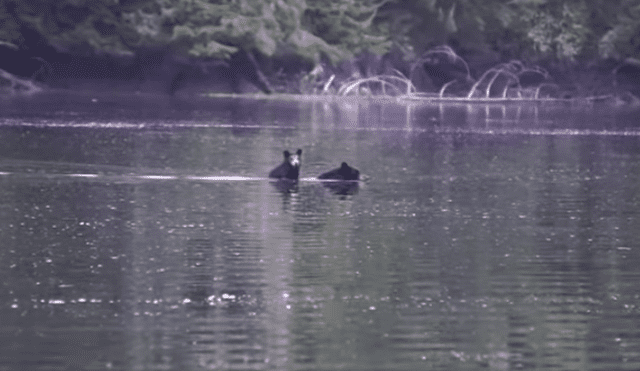 Video es viral en YouTube. La mamá oso debía cruzar un caudaloso río y como no podía dejar a su cría, decidió llevarla en su espalda. Foto: Captura.