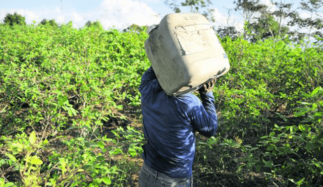Indecisión del Gobierno frente a erradicación de cultivos de coca en el Vraem