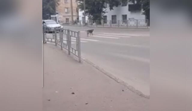 Desliza hacia la izquierda para ver más detalles sobre esta peculiar escena protagonizada por un perro callejero. Foto: captura de YouTube