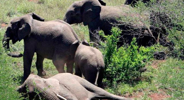 África: Cazador sudafricano murió aplastado por un elefante