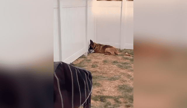 Desliza las imágenes para apreciar la emotiva escena entre dos perros que estuvieron separados por la cuarentena. Foto: Captura.