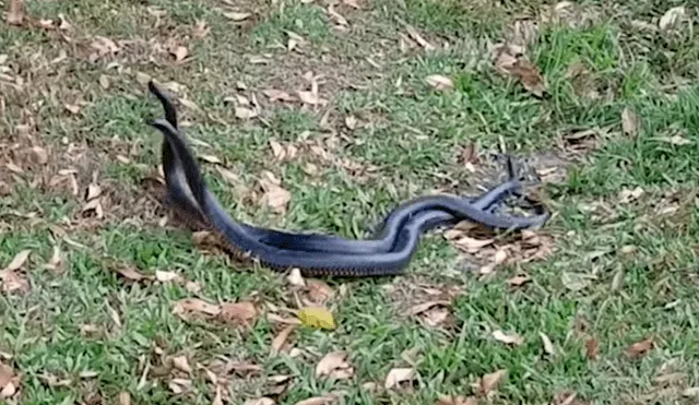 YouTube viral: creyó encontrar a dos serpientes 'apareándose', se acerca y queda aterrado al descubrir la verdad