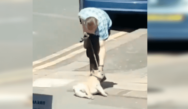 Video es viral en Facebook. El dueño del can no sabía qué hacer ante la singular conducta de su mascota cuando estaba a punto de cruzar la pista