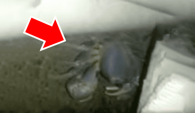 Un video viral de Facebook muestra al cangrejo con cientos de crías escondido en una tubería.