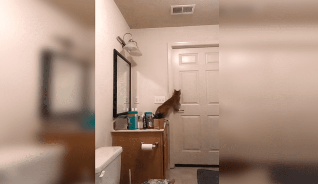 YouTube viral: gato aplica peculiar truco para escapar del baño y cámara oculta lo revela [VIDEO]