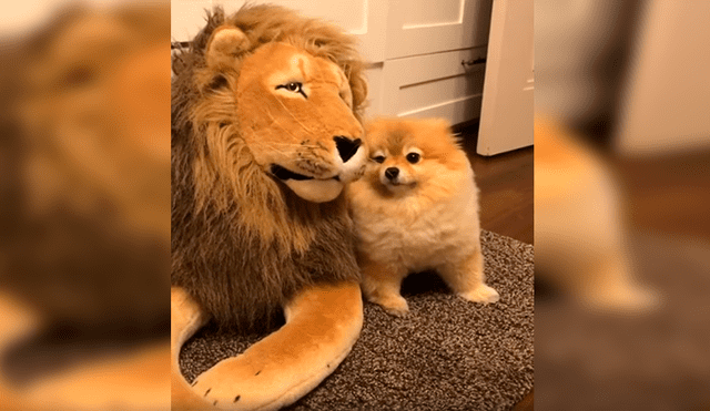 En Facebook, un perro tuvo una inesperada reacción al percatarse de la presencia de un peluche de león.