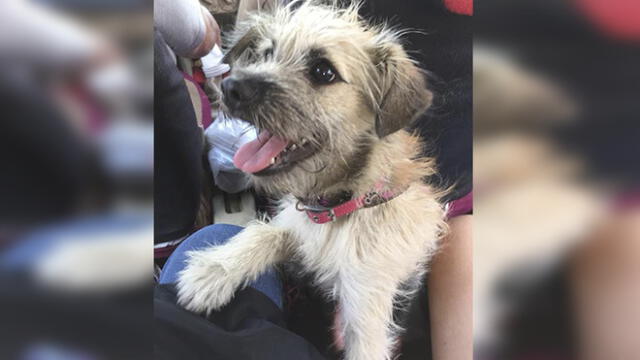 Buscan hogar para cachorra que fue rescatada