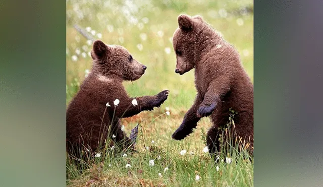 Vía Facebook. Los tiernos osos formaron una ronda y comenzaron a jugar como si fueran unos niños.