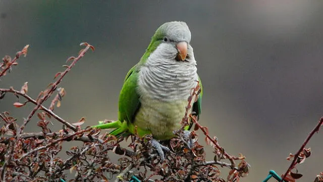 Municipio eliminará aves invasoras por atentar contra la biodiversidad [VIDEO]
