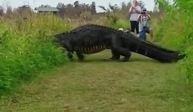 YouTube: caimán gigante toma por sorpresa a un grupo turistas