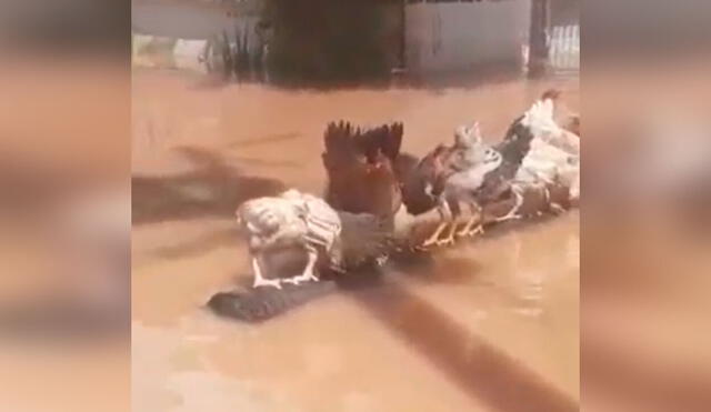 Desliza las imágenes para apreciar la noble labor de un hombre al arriesgar su vida para salvar a sus gallinas. Foto: captura de YouTube