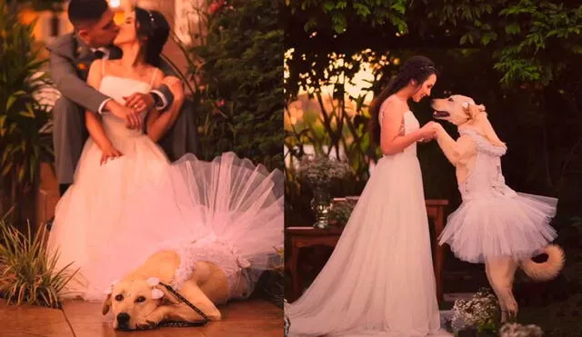 Desliza las imágenes para ver la emotiva escena que protagonizó esta cachorra en el día de la boda de su dueña. Foto: captura de TikTok/fabianomartinsfoto