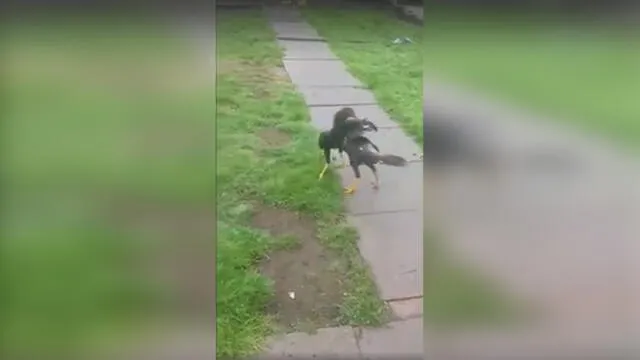 Vía Facebook: pelea de gallos provoca esta reacción en un perro pitbull [VIDEO]