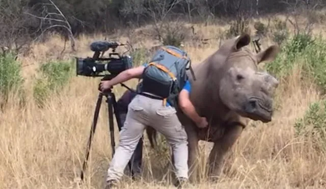 YouTube: imperdible momento en que rinoceronte 'pide' que le rasquen la barriga