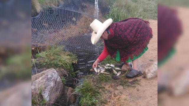 Familia de Máxima Acuña denuncia envenenamiento de mil truchas de su criadero [FOTOS]