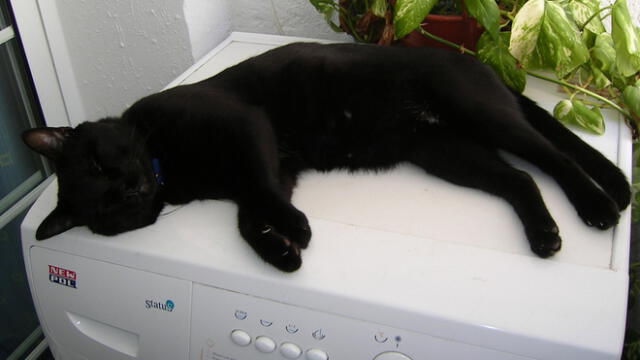 Mete a gato en lavadora y lo comparte por Instagram 