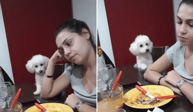 Desliza hacia la izquierda para ver más imágenes del singular comportamiento de este perrito para llamar la atención de su dueña. (Foto: captura / TikTok)