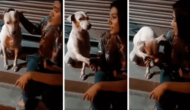 Desliza las imágenes para apreciar el amoroso comportamiento de un perro tras recibir unas caricias.