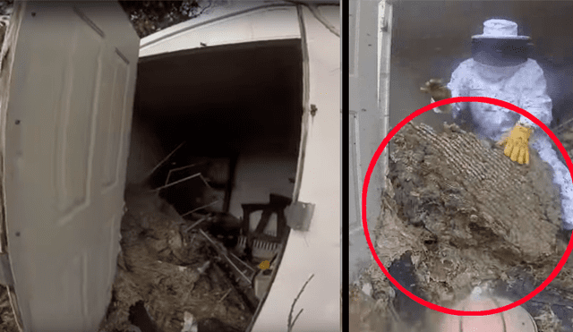 Hombre se topa con miles de avispones gigantes y saca letal nido de casa abandonada [VIDEO]