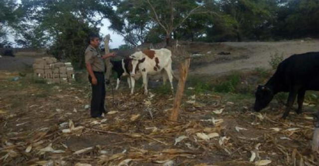 Delincuentes ingresn a predio y asesinan cabezas de ganado para robar su carne. Foto: Noticias Piura 3.0.