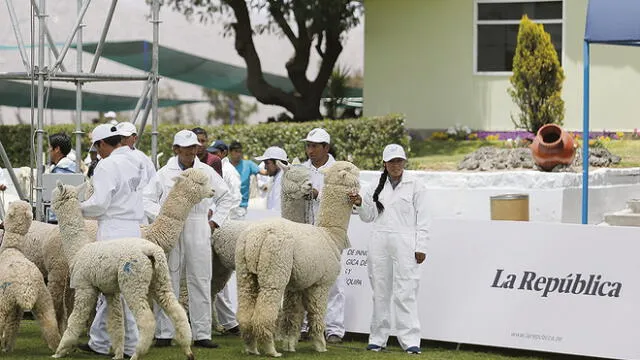 Arequipa: Grupo Inca obtuvo la fibra de alpaca más fina
