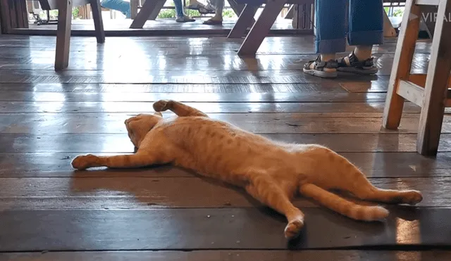 YouTube viral: gata causa furor en redes con su peculiar forma de descansar en un restaurante [VIDEO]