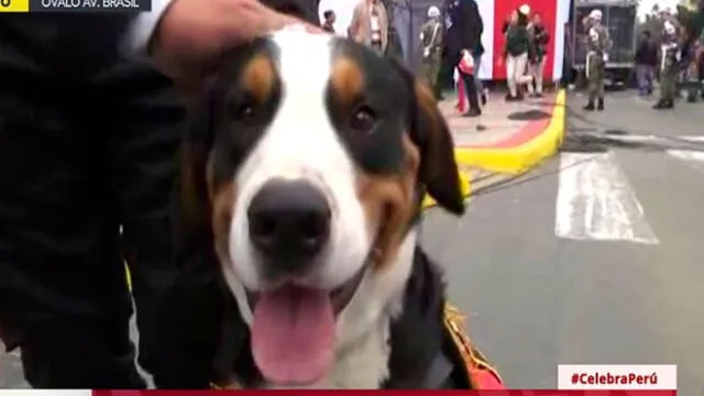 Capitán, la mascota de PPK, participó en dos desfiles militares. Foto: Captura
