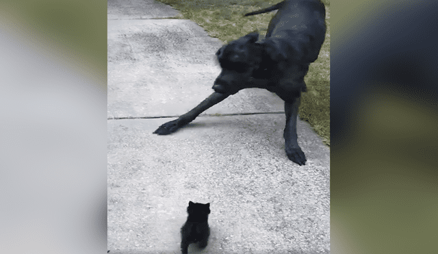 Un video muestra la reacción de un enorme can cuando ve a un gato bebé por primera vez.