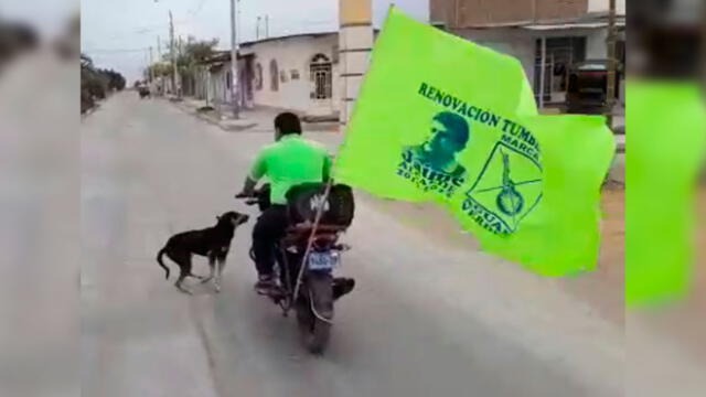 Tumbes: candidato arrolla a perro en recorrido proselitista [VIDEO]