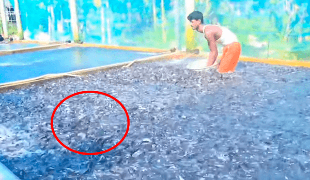 YouTube viral: arroja maíz en desolada piscina y millones de voraces criaturas surgen para devorarlo todo
