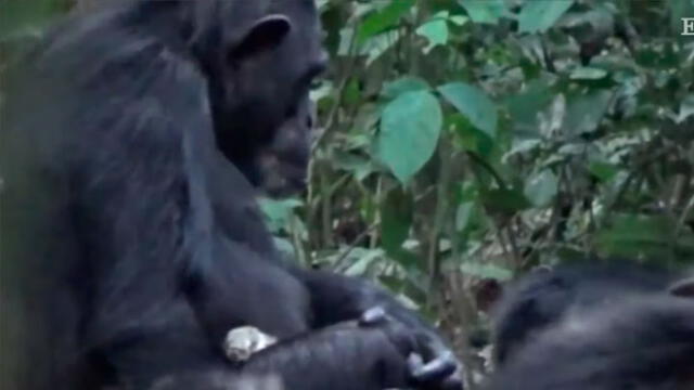 'Lucy' trata de colocar un gálago (especie de primate pequeño) en su espalda y luego lo acicala. Captura de video/El País.