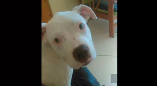 Trujillo: joven denuncia envenenamiento de su mascota [VIDEO]