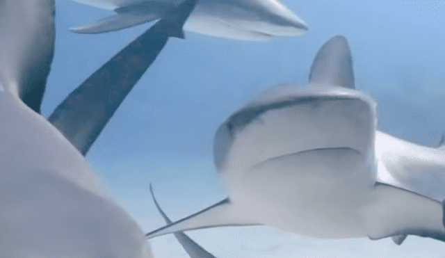 YouTube viral: buceadora despistada se descuida y es acorralada por fieros tiburones [VIDEO]