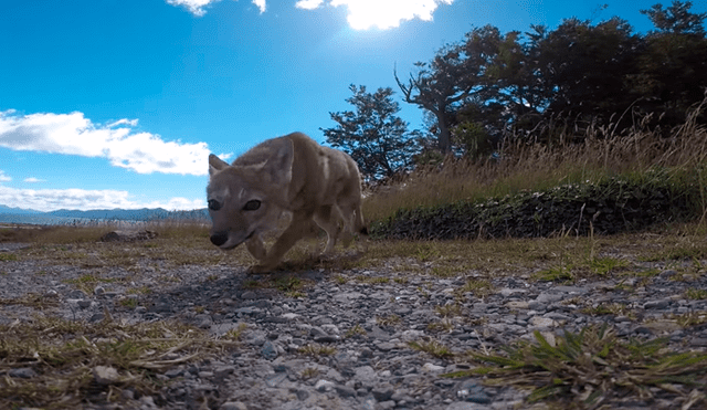 Facebook: Cámara GoPro graba el interior de un zorro y usuarios quedan asombrados