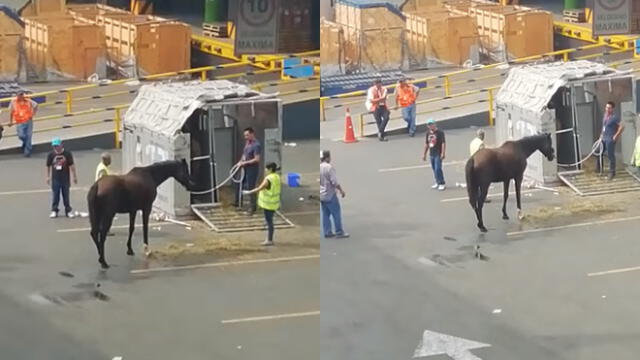 Un caballo fue golpeado para que entre al embarque en Callao.