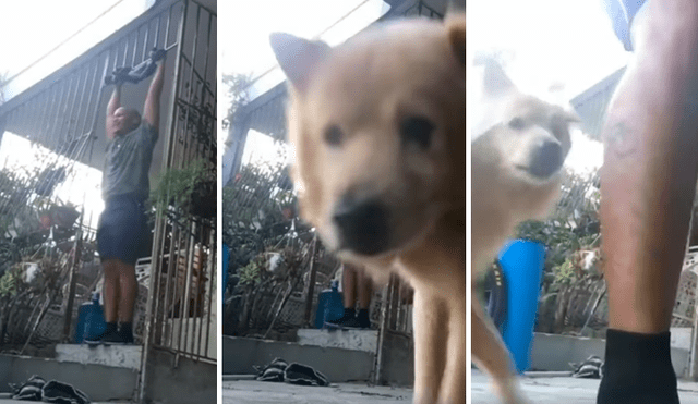 Desliza las imágenes hacia la izquierda para conocer la pesada broma que realizó un perro a su dueño.