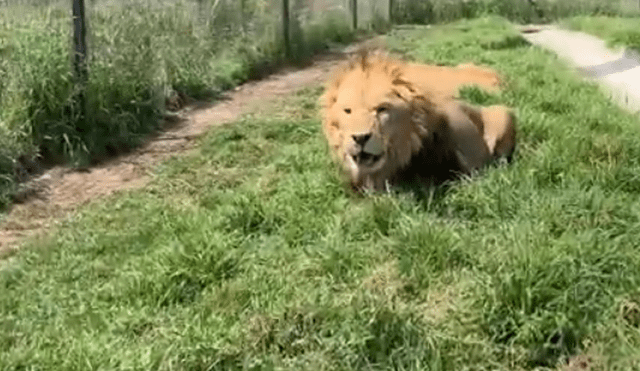 El video viral de Facebook registró el momento en que un enfurecido león atacó a su amo.