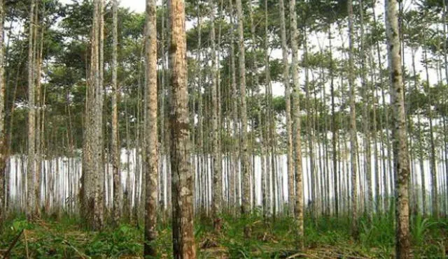 Al 2020 se estima reforestar 3,2 millones de hectáreas en el país