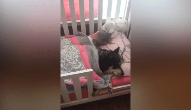 Un video viral de YouTube registró Lo que hacía un perro en ausencia de sus amos.