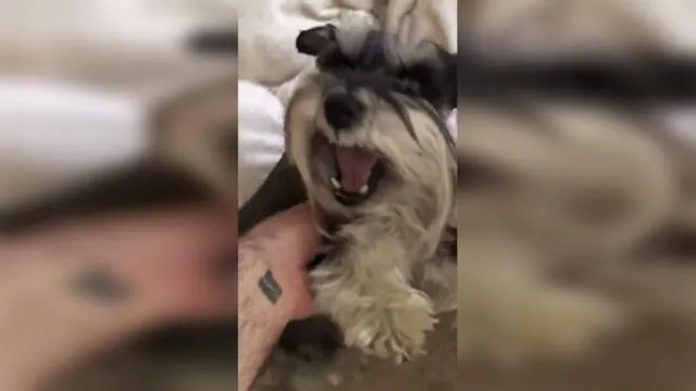 Youtube: perro se entera que es tiempo de bañarse y su reacción sorprende a usuarios