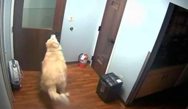 En Facebook perro escapa de veterinaria tras abrir la puerta con el hocico