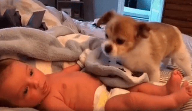 Desliza las imágenes para observar el tierno momento que protagonizaron un bebé con un perro que se encargó de cuidarlo.