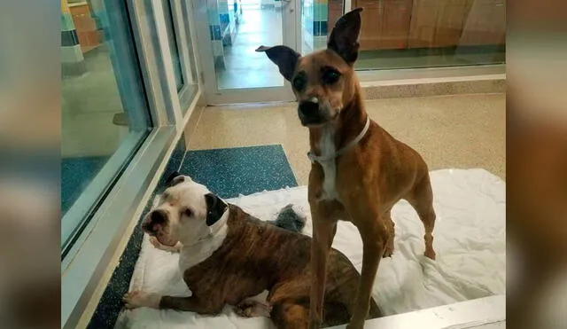 Desliza las imágenes para conocer la emotiva historia de unos perros que fueron llevados a un albergue por su dueño. Foto: DogHouse Rescue Academy/ Facebook