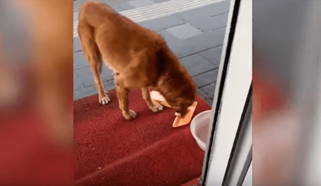 En YouTube, un hombre brinda varios trozos de carne a indefensos animales que llegan a su tienda para pedir ayuda.
